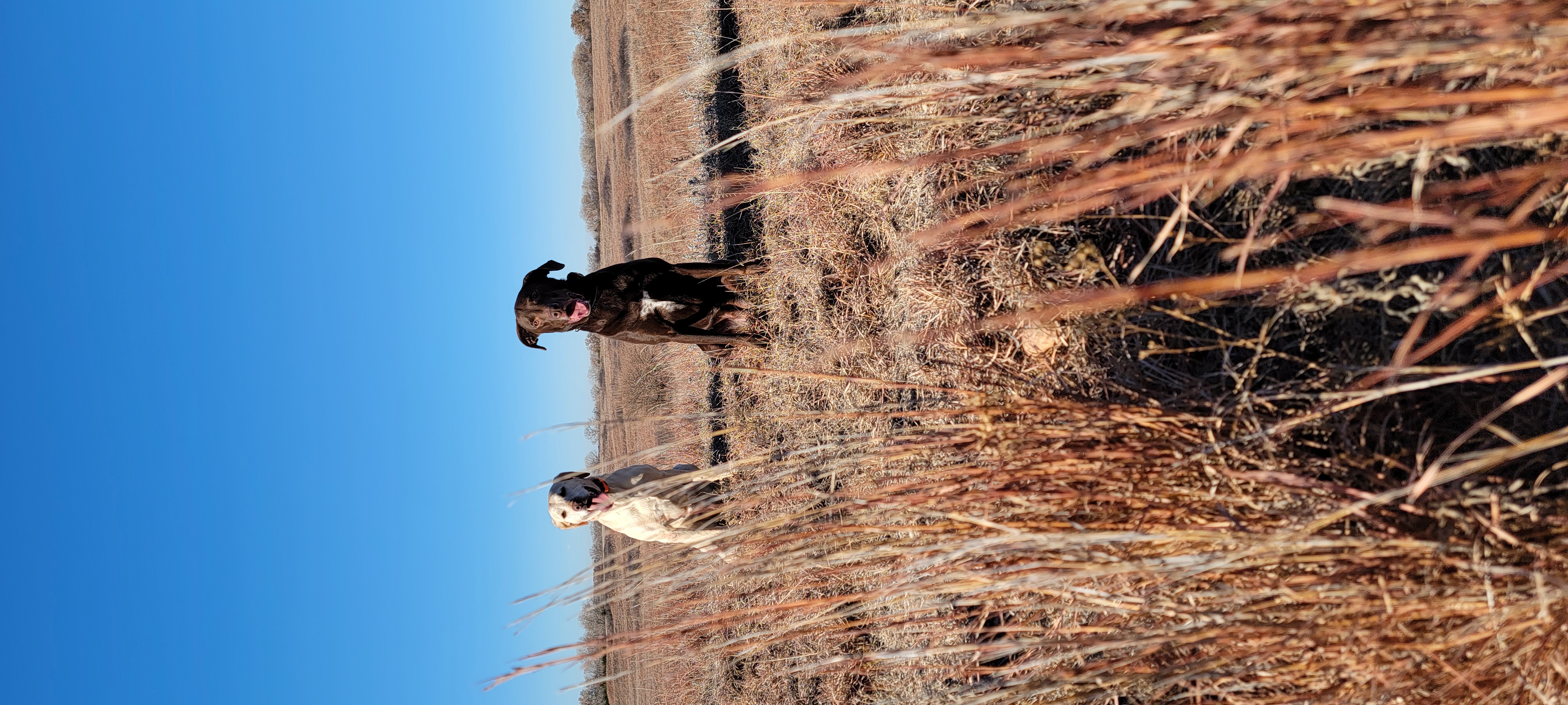 Two dogs sitting in a prairie field